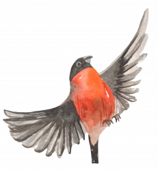 Black and red bird with wings spread