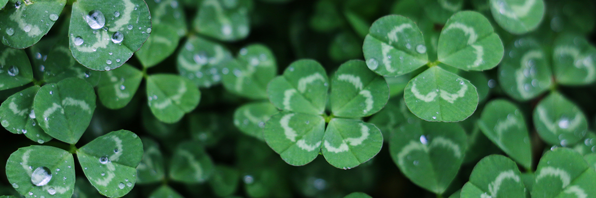 Lucky Day Collection header image showing a collection of clovers with a four-leaf clover in the center
